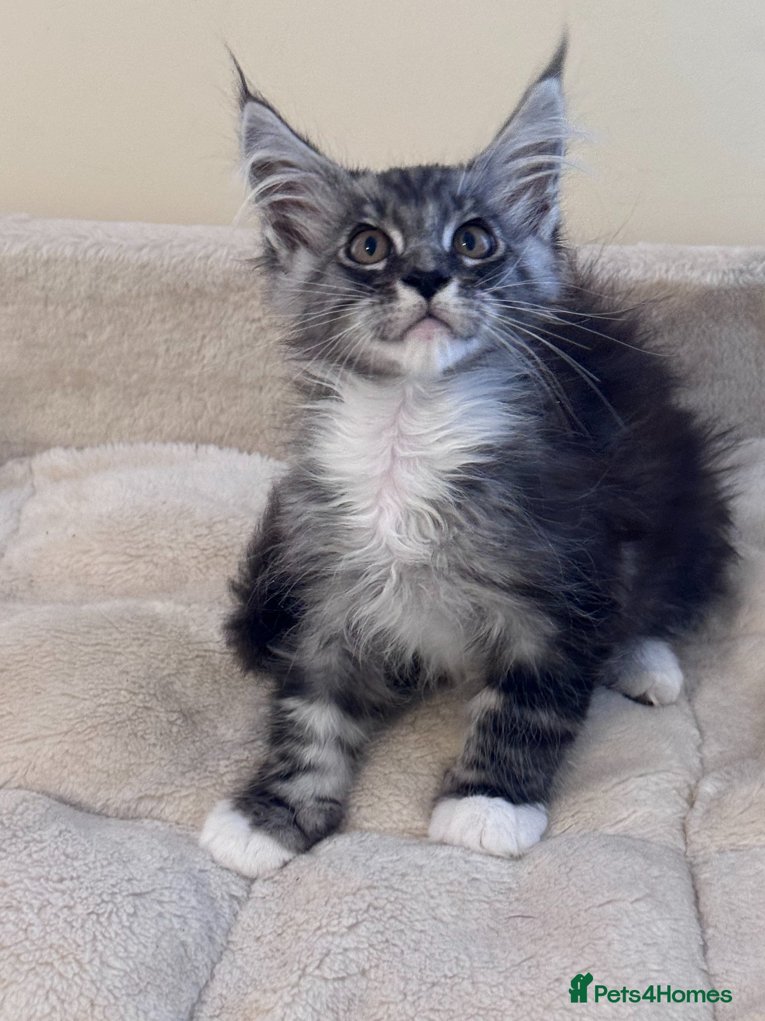 Maine Coon cats for sale: GCCF Registered Maine Coon Shaded Line Kittens - Advert 8