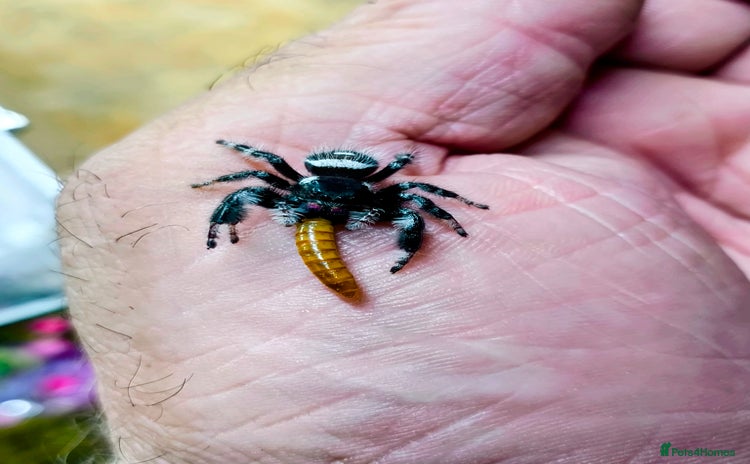 Tarantulas invertebrates - Advert 1