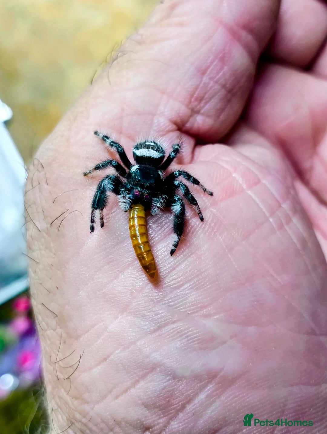 Tarantulas invertebrates for sale: Free Rehoming Service for ALL Invertebrates  - Image 1