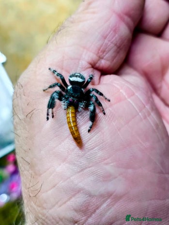 Tarantulas invertebrates - Advert 1