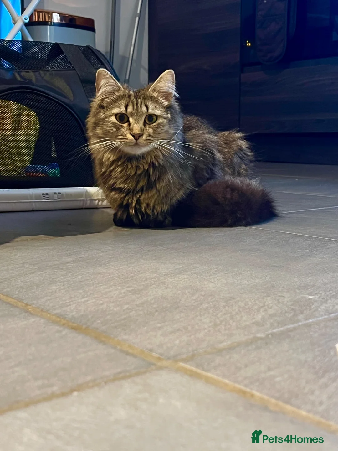 Siberian cats for sale: Siberian girl - Advert 2