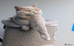 British Shorthair cats for stud: Champion GCCF BSH stud  in Derby - Image 4