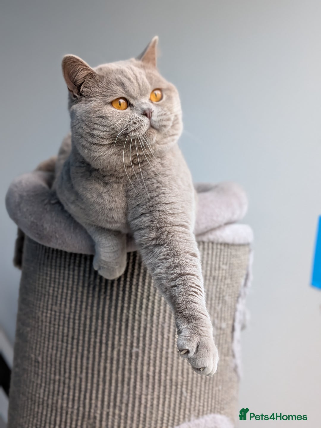British Shorthair cats for stud: Champion GCCF BSH stud  in Derby - Image 4