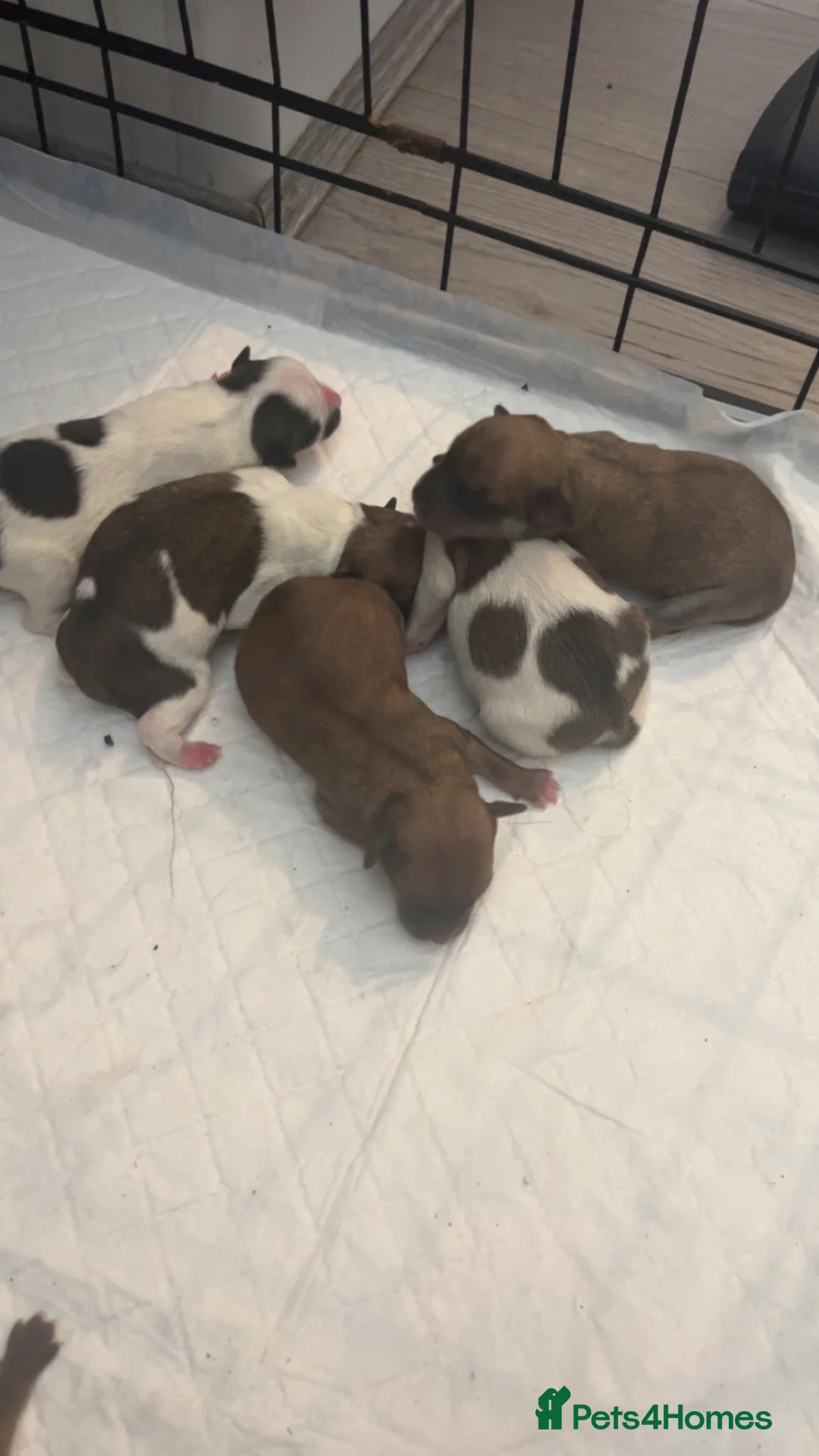 Chug dogs for sale: chugs  - Advert 3