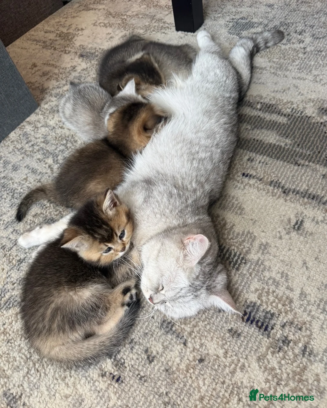 British Shorthair cats for sale: British shorthair kittens  - Advert 1