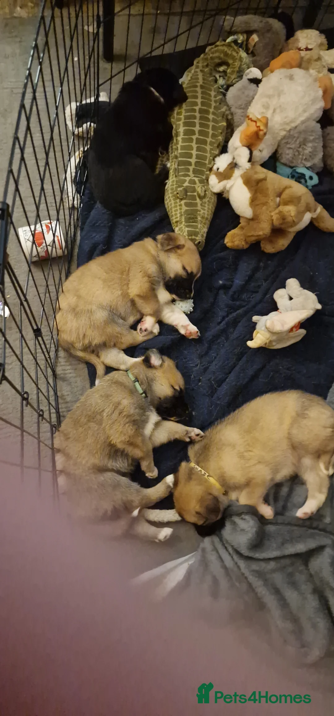 Mixed Breed dogs for sale: Caucasian Shepsky puppies for sale. - Advert 11