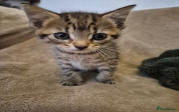 Mixed Breed cats for sale: female kitten  - Image 4