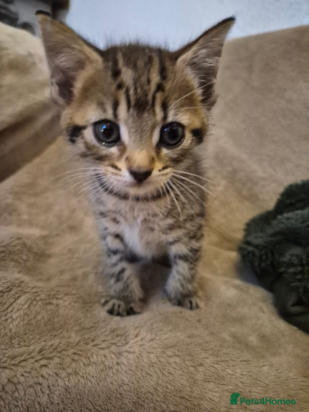 Mixed Breed cats for sale: female kitten  - Image 4