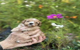 Cavapoo dogs for sale: Quality True mini Cavapoo Puppies in Eastleigh - Image 19