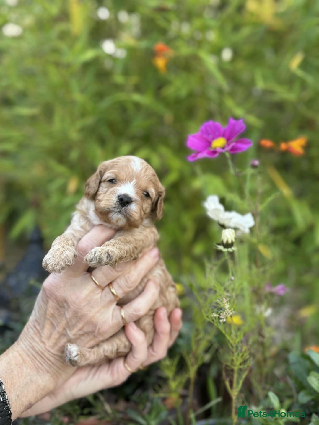 Cavapoo dogs for sale: Quality True mini Cavapoo Puppies in Eastleigh - Image 19