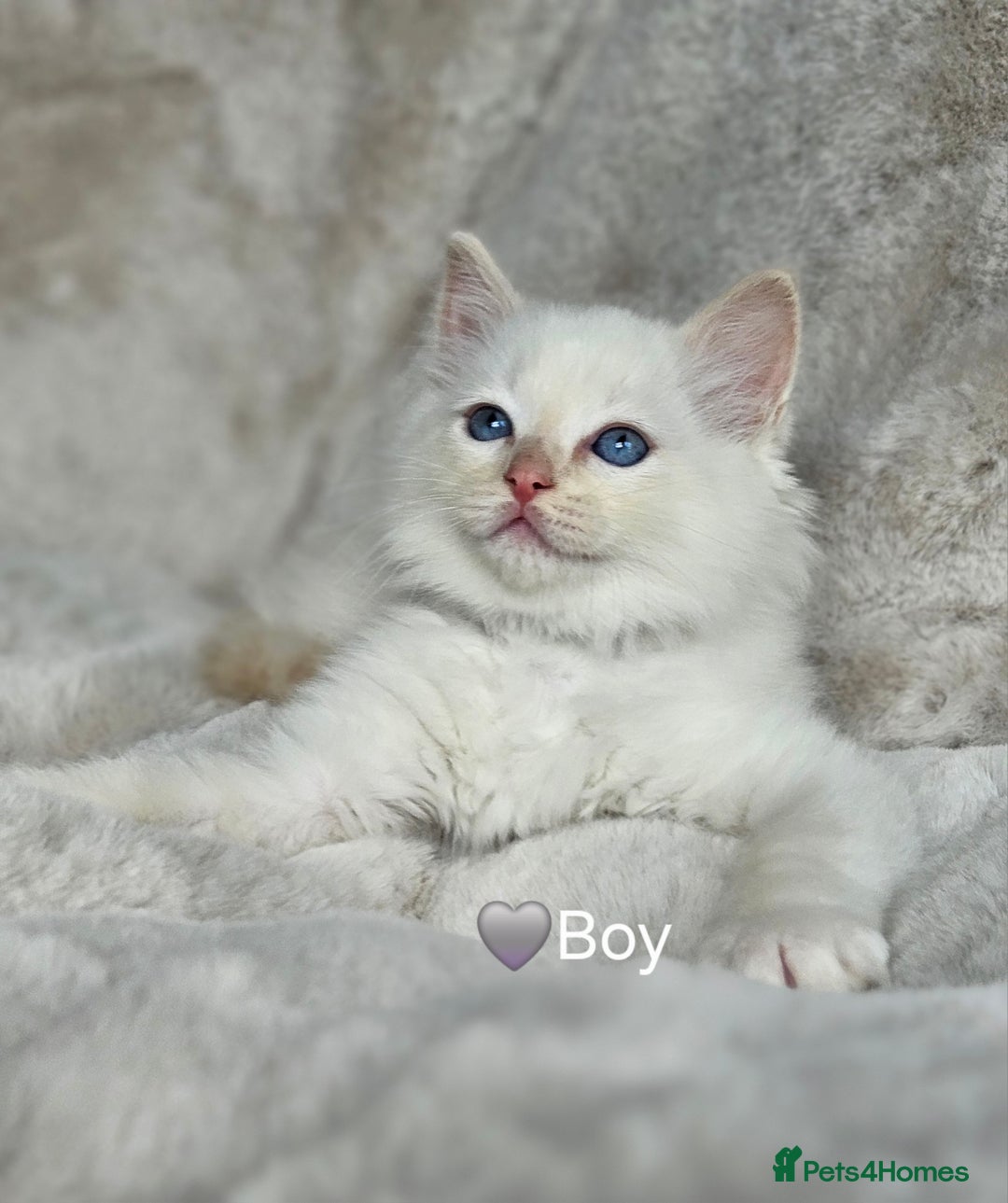 Ragdoll cats for sale: Pure Ragdoll Kittens - Image 12