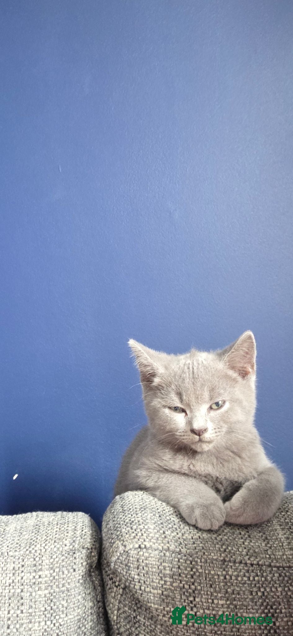 British Shorthair cats British short hair kitten  - Advert 2