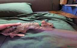 Mixed Breed cats for sale: Have two male and 2 female kittens   - Image 9