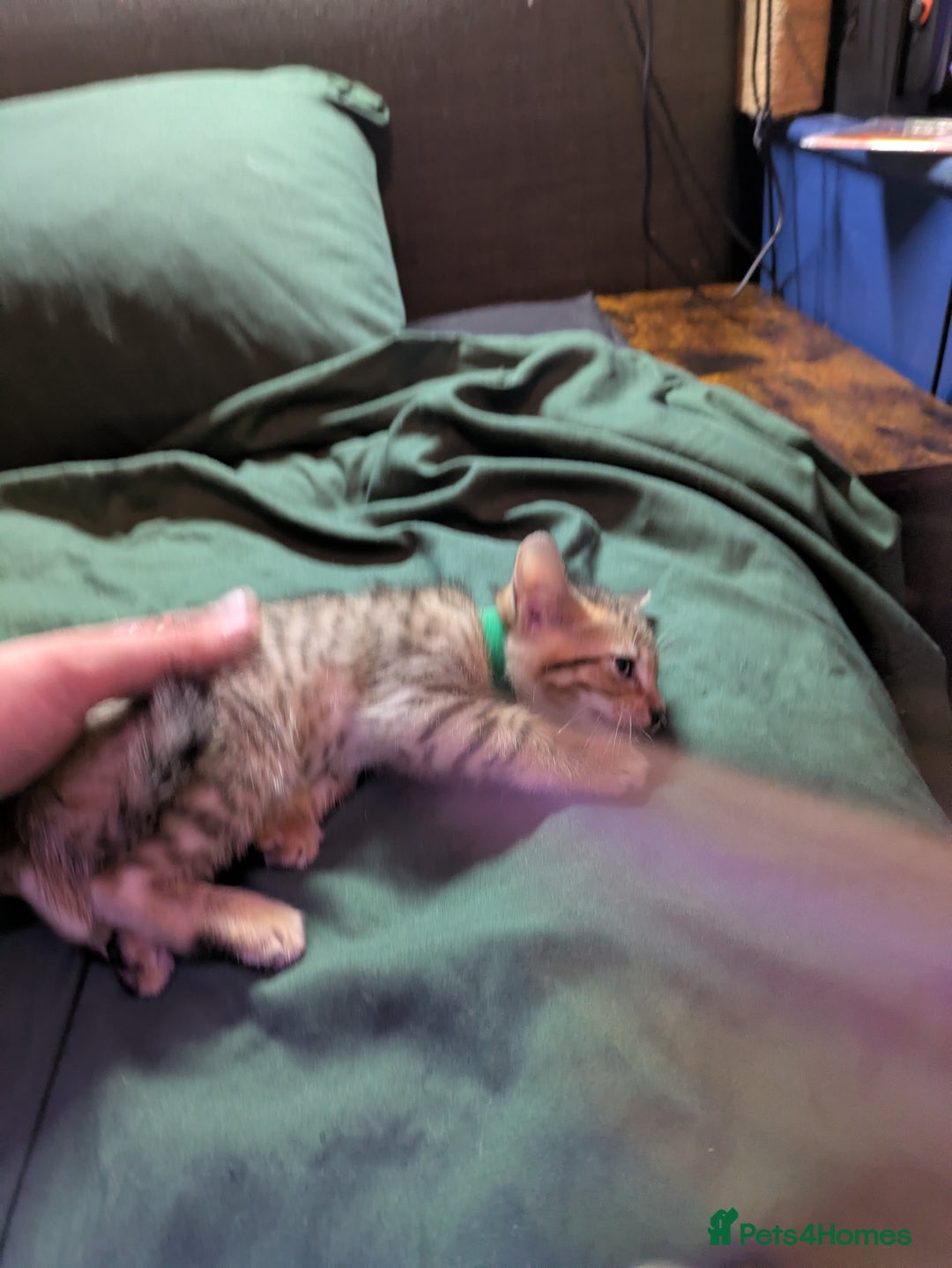 Mixed Breed cats for sale: Have two male and 2 female kittens   - Image 9
