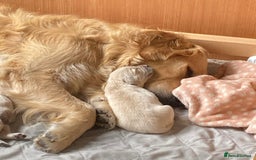 Golden Retriever dogs for sale: 8 Outstanding Chunky Cream Golden Puppies  - Image 16
