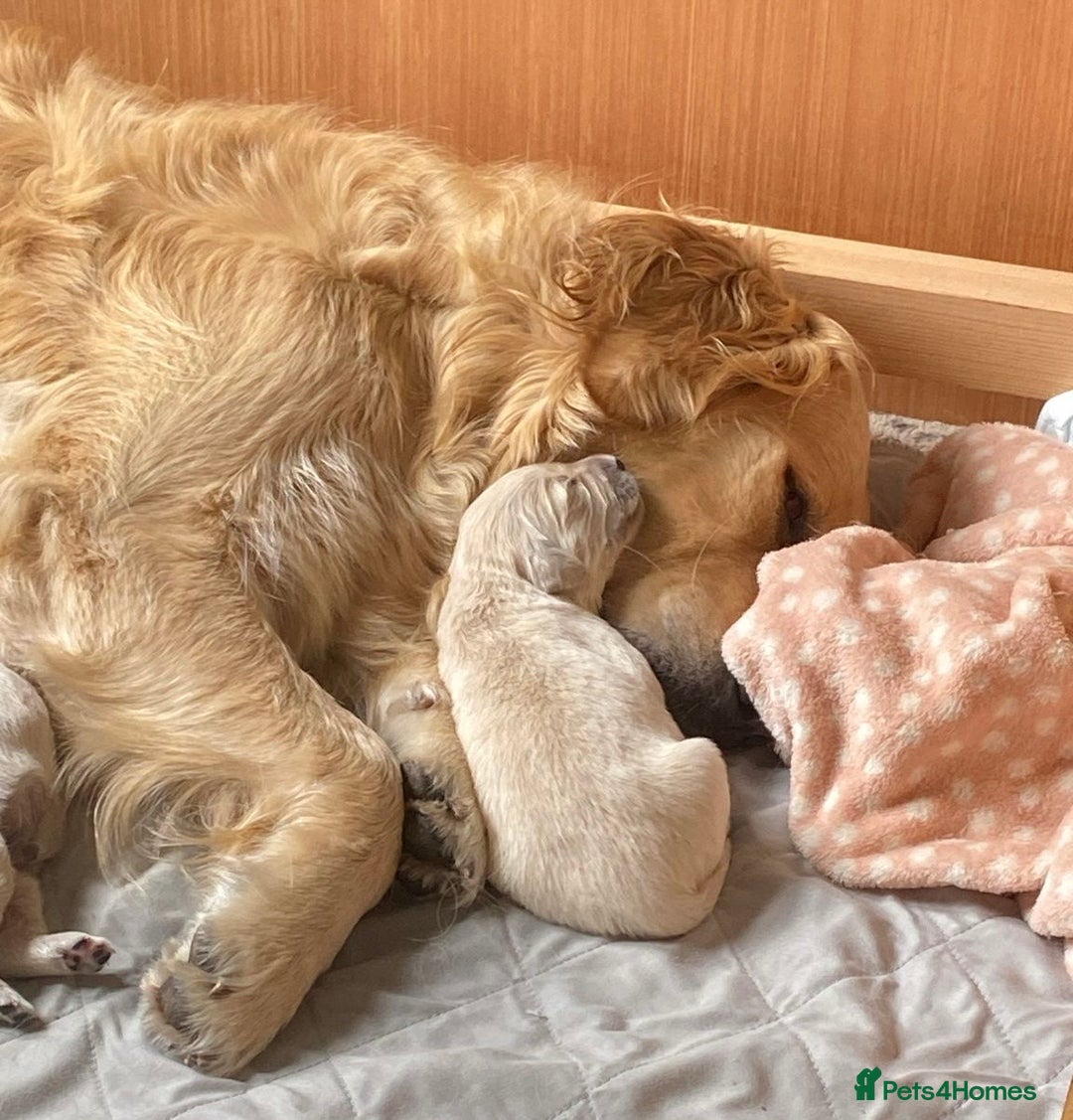 Golden Retriever dogs for sale: 8 Outstanding Chunky Cream Golden Puppies  - Image 16