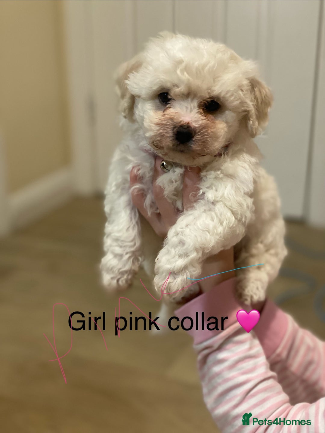 Bichon Frise dogs for sale: Beautiful Bichon frise puppies - Advert 7