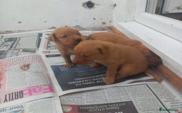 Labrador Retriever dogs for sale: KC Reg Fox red labrador litter of 6 dogs 4 bitches - Image 4