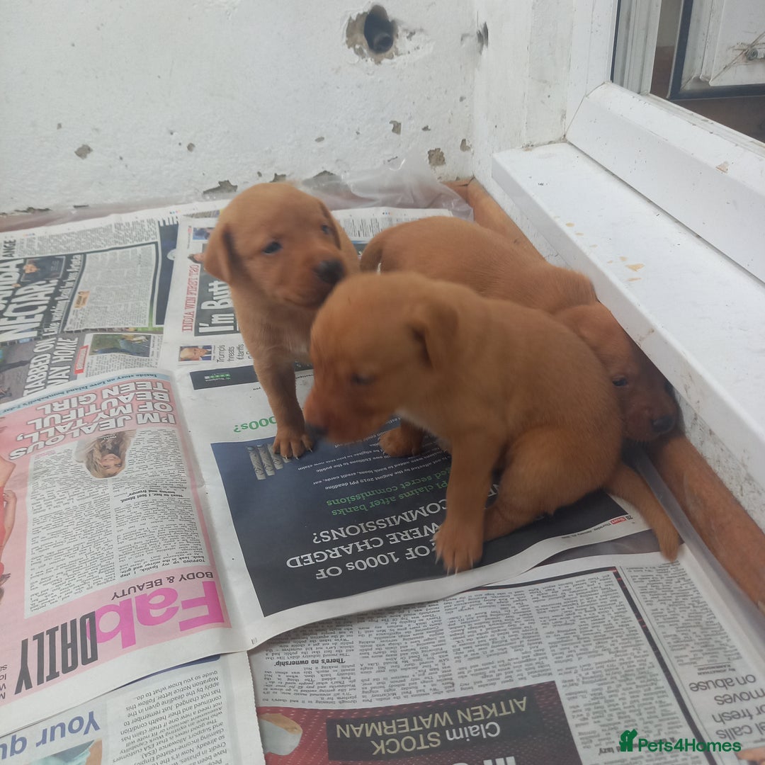Labrador Retriever dogs for sale: KC Reg Fox red labrador litter of 6 dogs 4 bitches - Image 4