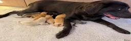 Labrador Retriever dogs for sale: Labrador puppies - Advert 31