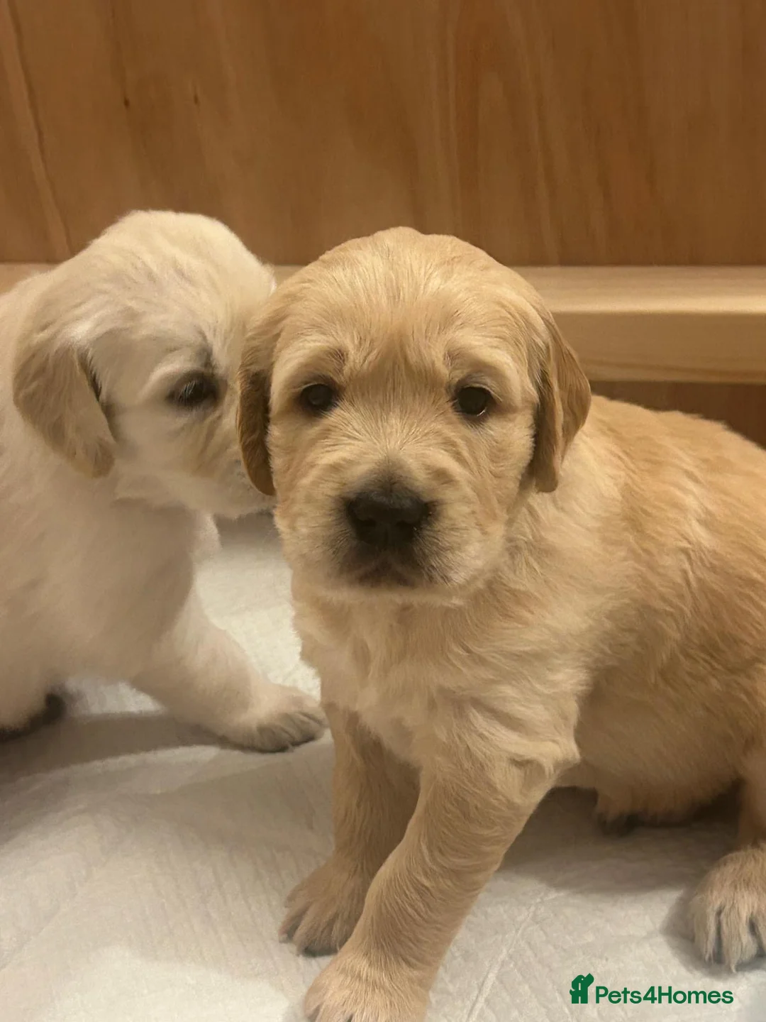 Golden Retriever dogs for sale: Beautiful KC registered Golden Retriever puppies - Advert 12