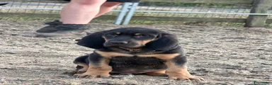 Bloodhound 2