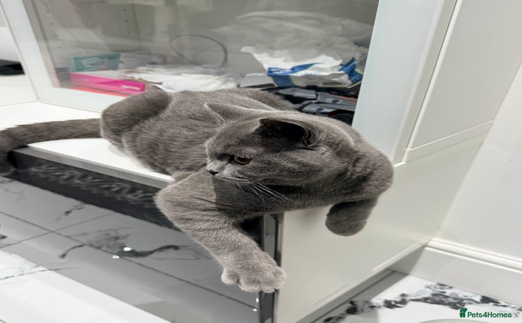 British Shorthair cats - Advert 15