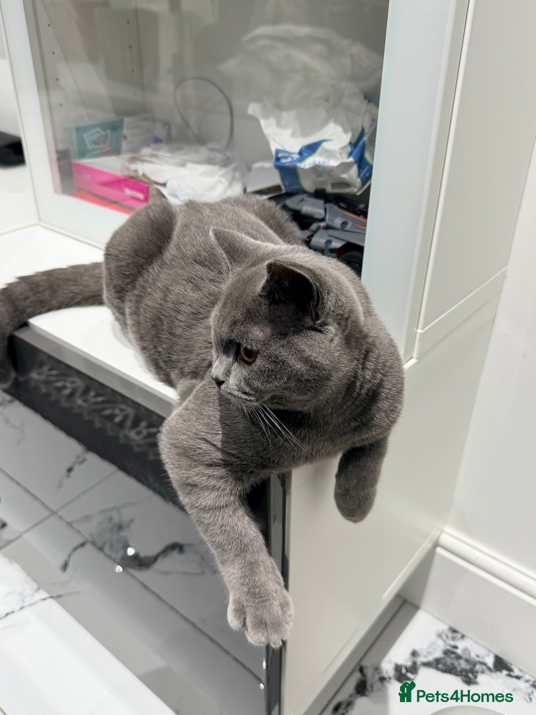 British Shorthair cats for sale: British Short Hair Male Kitten GCCF 5Monts Old  - Image 1