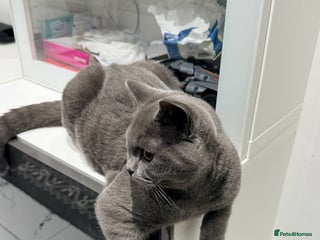 British Shorthair cats - Advert 29