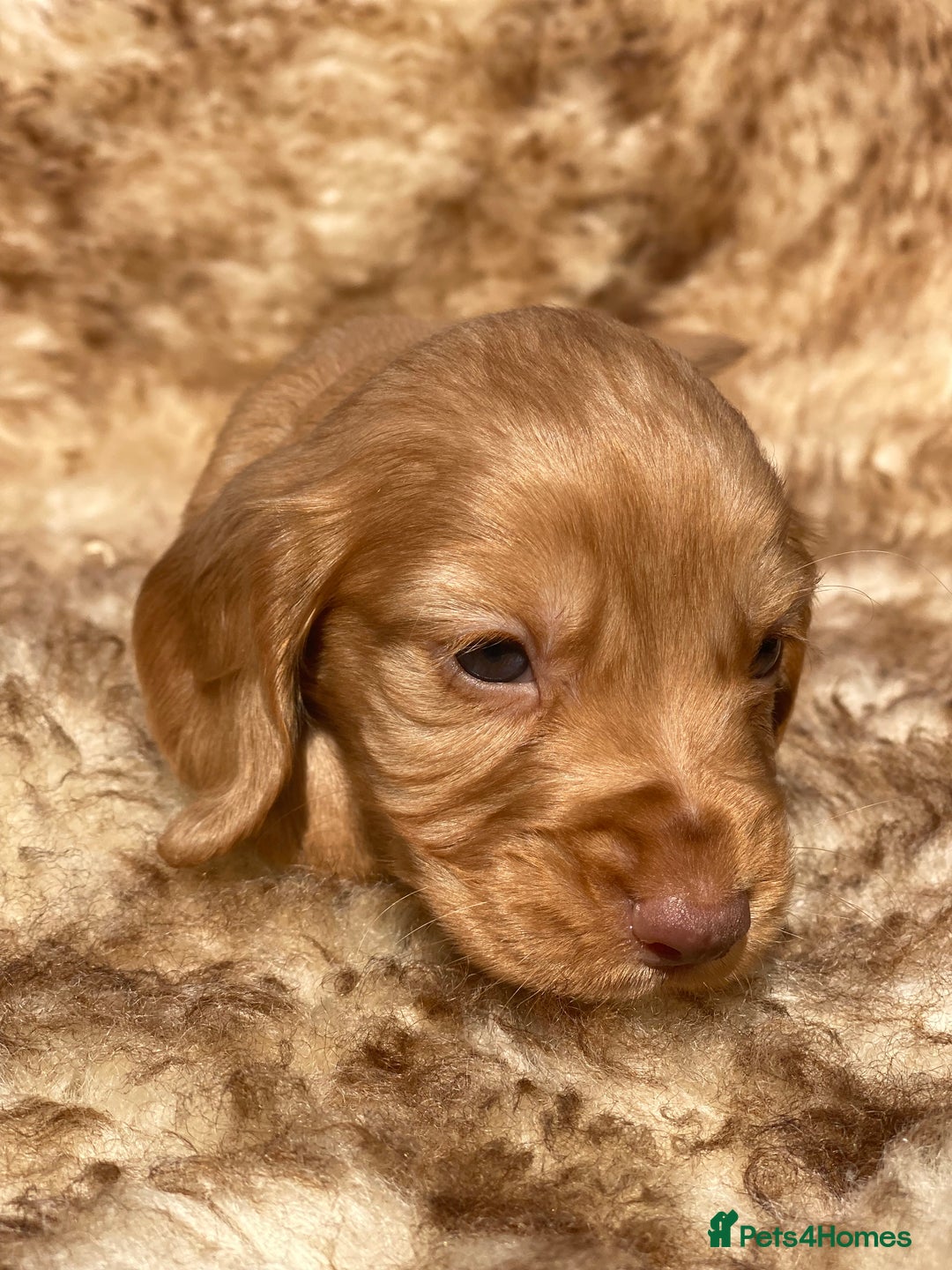 Cocker Spaniel dogs for sale: Health Tested Cocker Spaniel Pups - Image 9