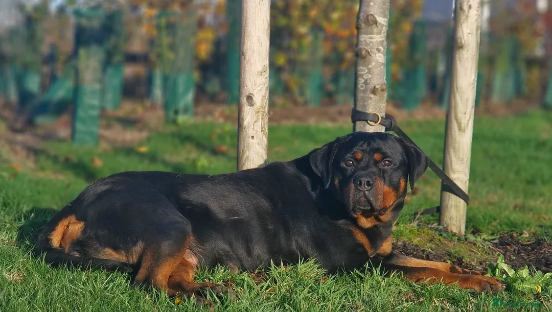 Rottweiler dogs for sale: KC REGISTERED ROTTWEILER PUPPIES  in Birmingham - Advert 13