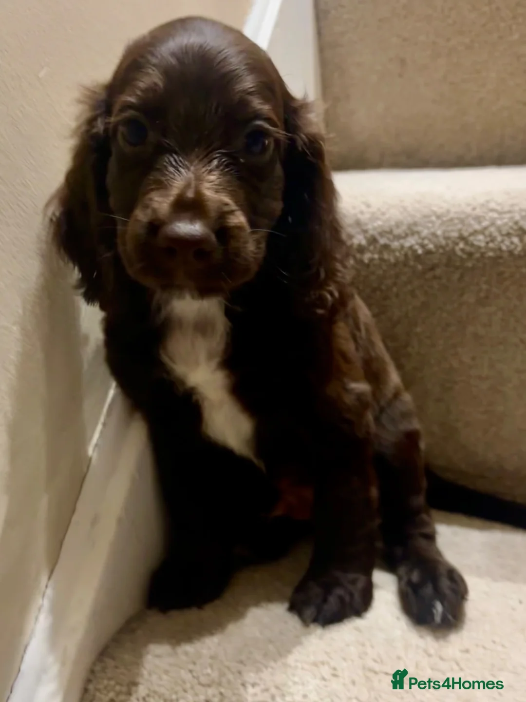 Cocker Spaniel dogs for sale: 🐾READY TO GO 2 COCKER SPANIEL BOYS 🐾 - Advert 2