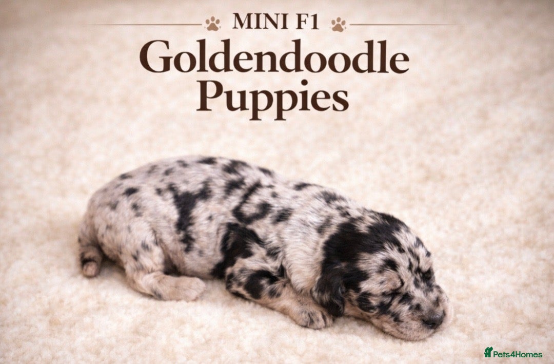 Goldendoodle dogs Beautiful miniature F1 Goldendoodle - Advert 2