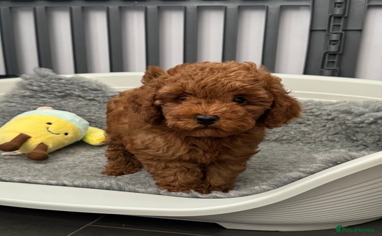 Toy Poodle dogs - Advert 2