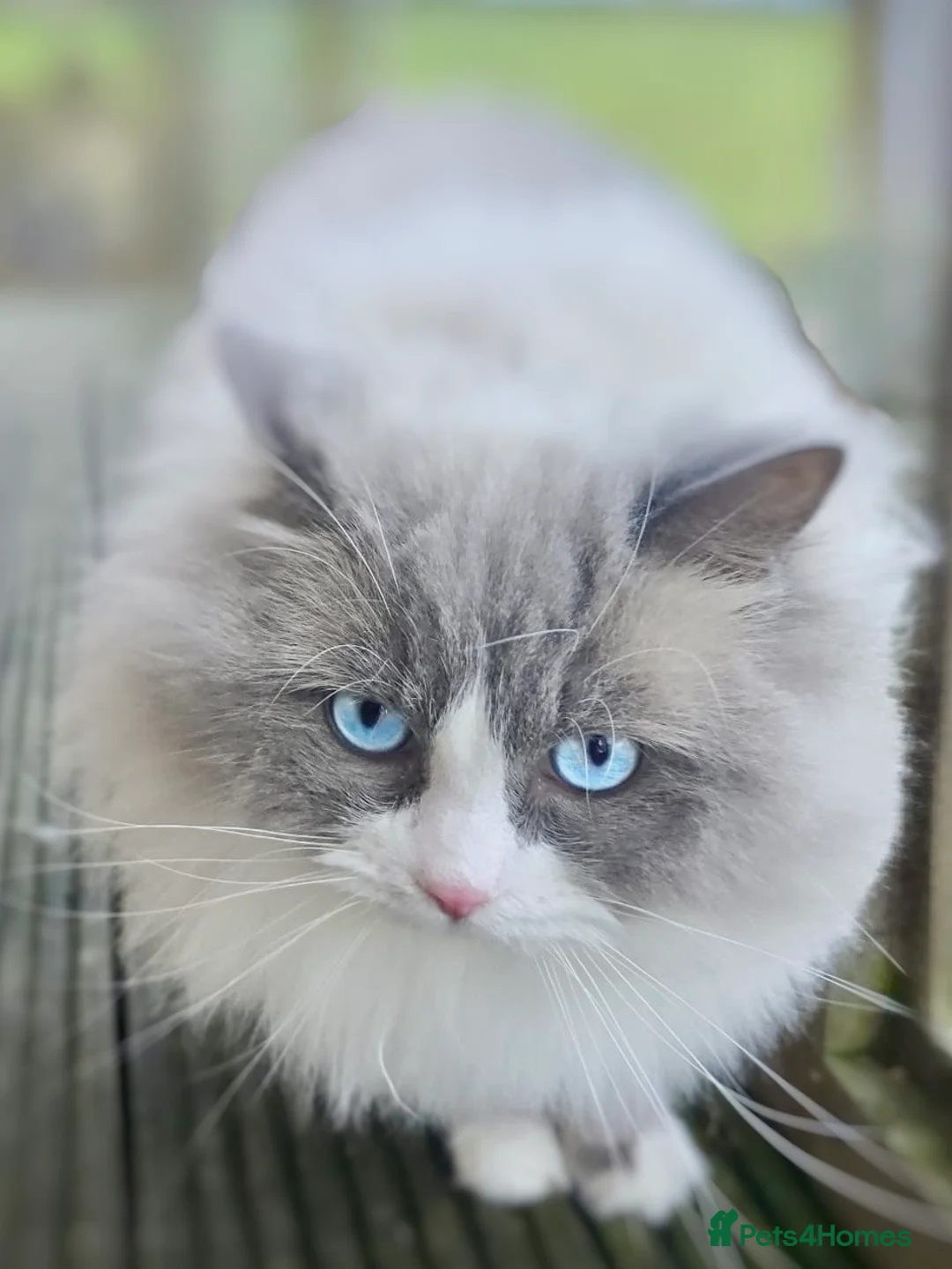 Ragdoll cats for sale: READY NOW TICA ACTIVE Kittens, European bi-colour - Advert 18