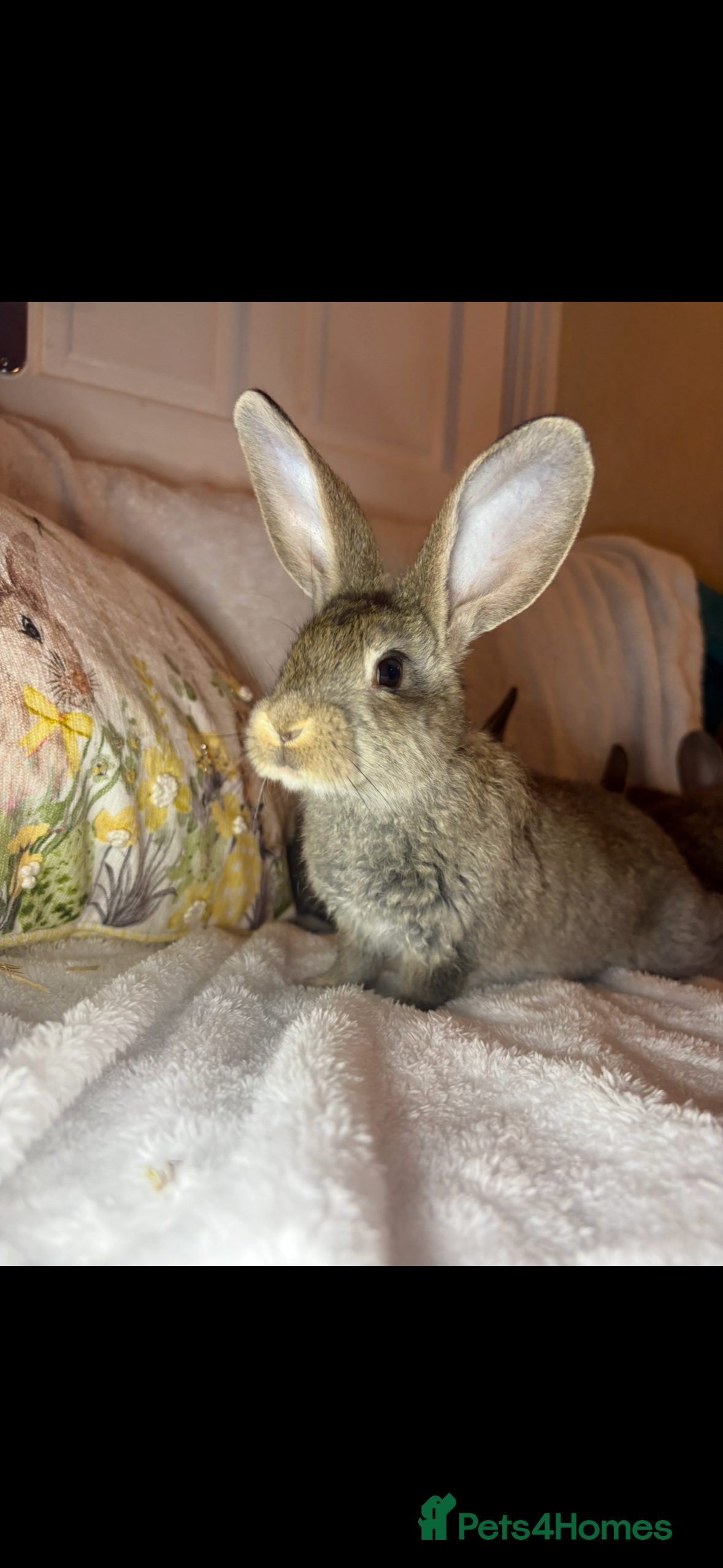 Continental Giant rabbits Beautiful continental giant baby rabbits ready  - Advert 3