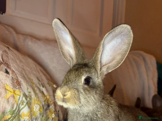 Continental Giant rabbits Beautiful continental giant baby rabbits ready - Advert 4