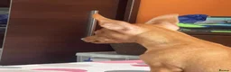 Miniature Pinscher dogs for sale: .🐾 Beautiful Miniature Pinscher Boy 🏡❤️ - Advert 10