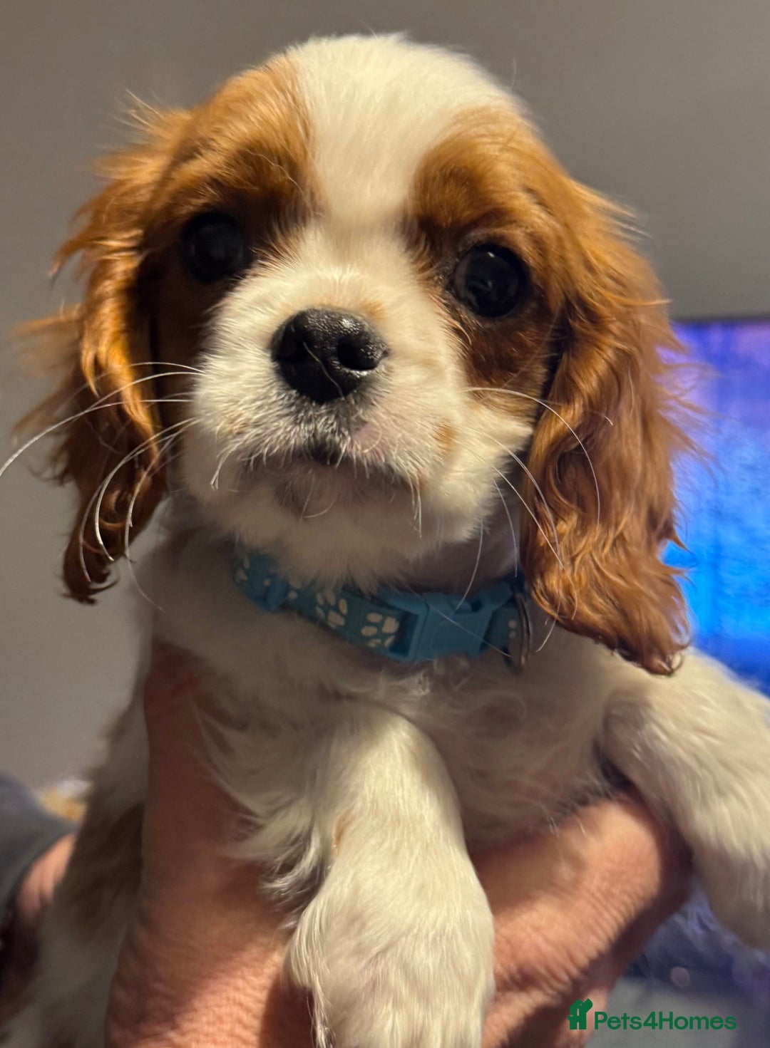 Cavalier King Charles Spaniel dogs for sale: ADORABLE HEALTH CLEAR CAVALIER KING CHARLES  - Advert 10