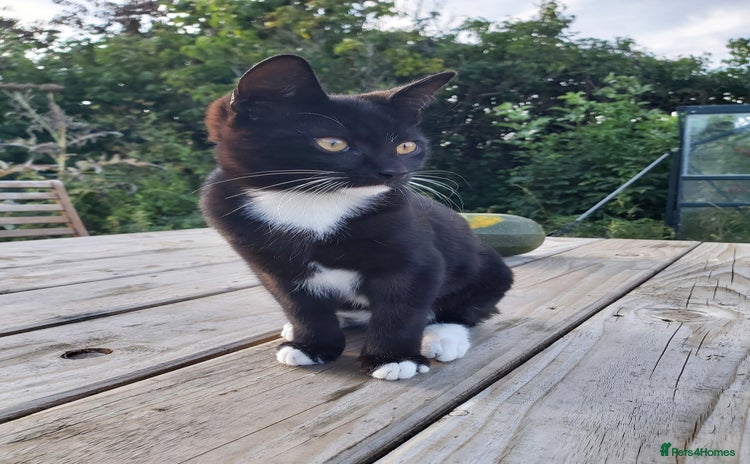 Mixed Breed cats - Advert 16