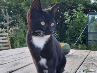 Mixed Breed cats - Advert 30