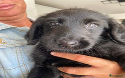 Labradoodle dogs for sale: F1 labradoodles  - Image 20