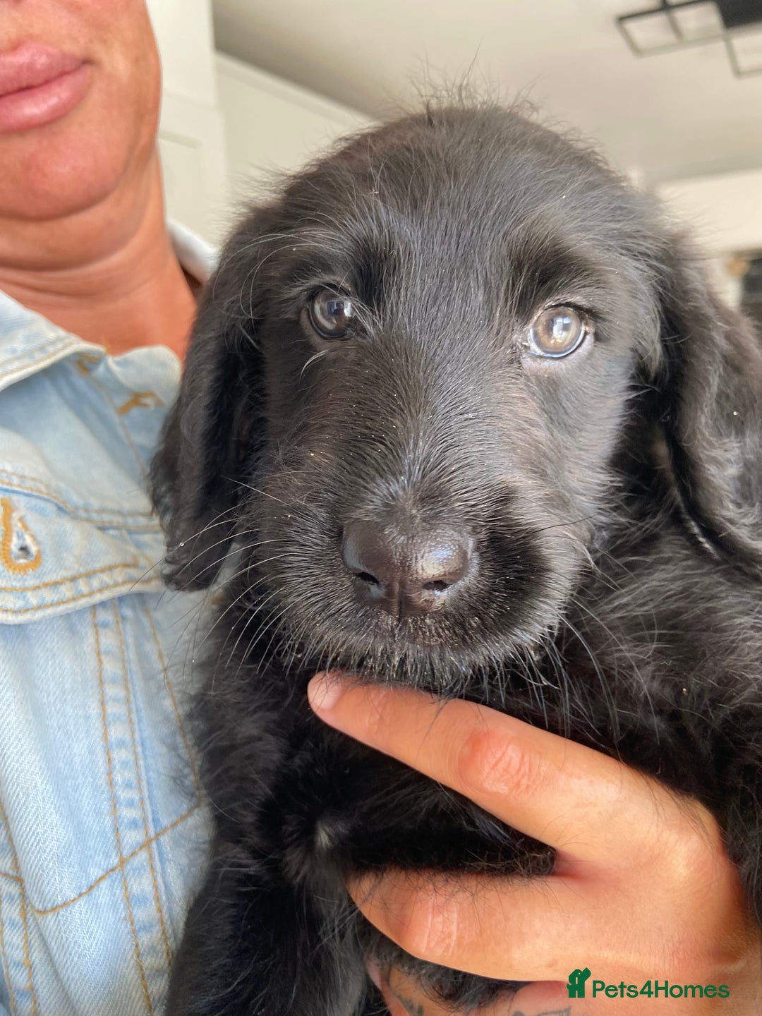 Labradoodle dogs for sale: F1 labradoodles  - Image 20
