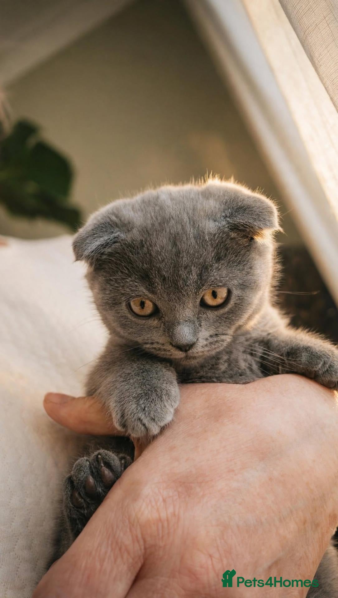 Scottish Fold cats  😸 Last Beautiful Female kittens 😸  - Advert 1