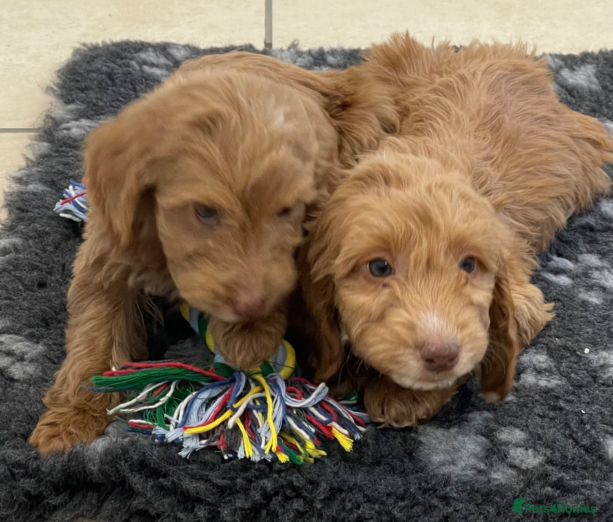 Cockapoo dogs Beautiful F1 cockapoo pups NOW READY - Advert 1