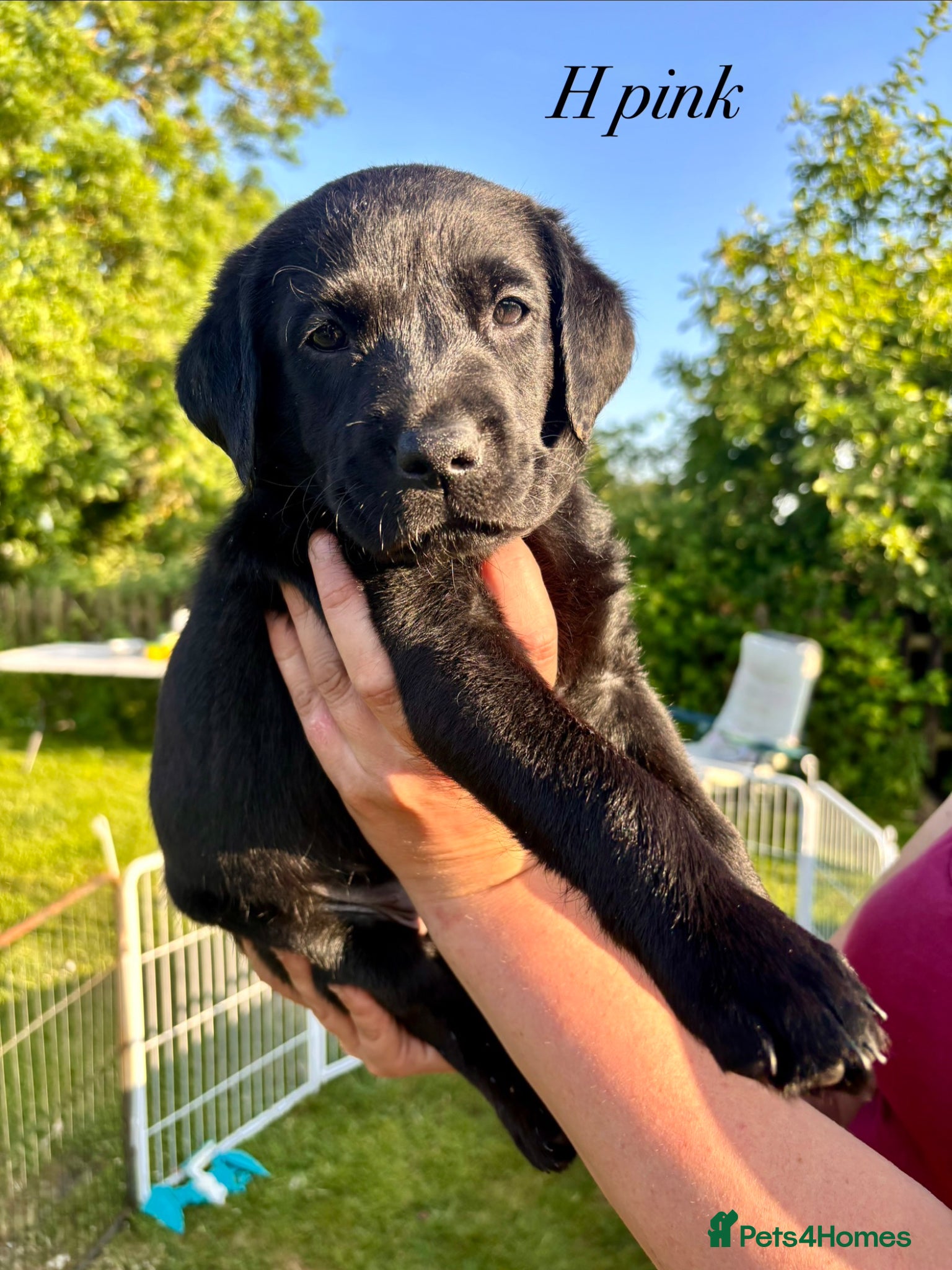 Labrador Retriever dogs for sale: 8 beautiful Black Labrador puppies for sale  - Advert 14
