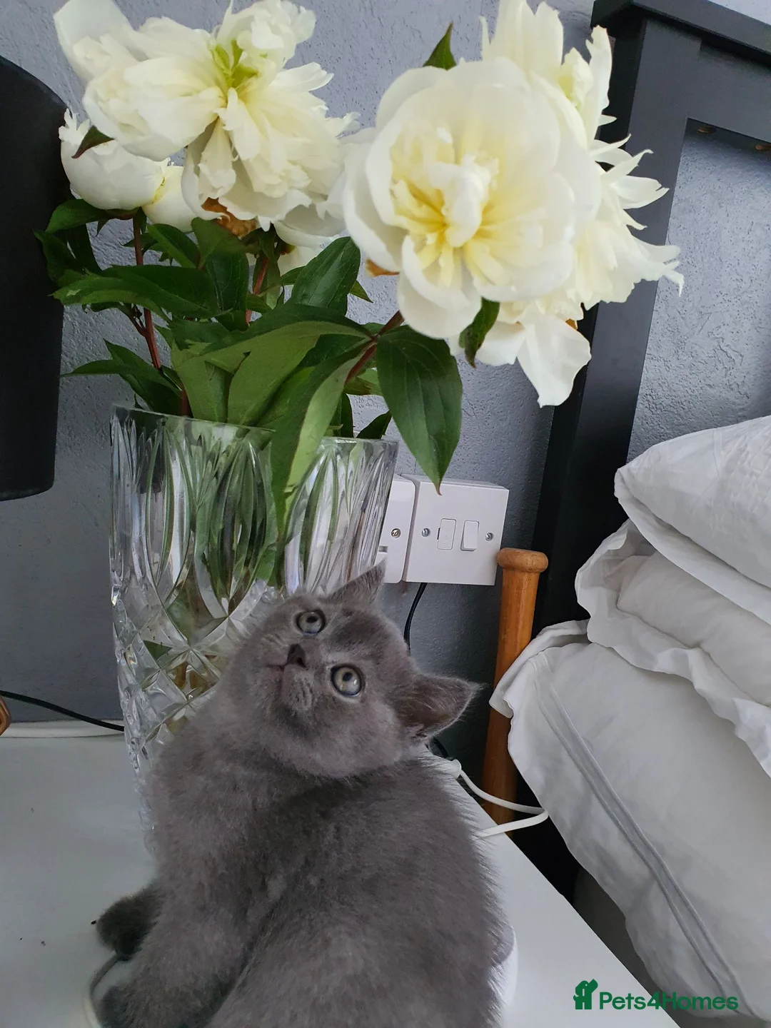Scottish Fold cats for sale: 🐾 Adorable Scottish Fold Kittens  - Advert 2