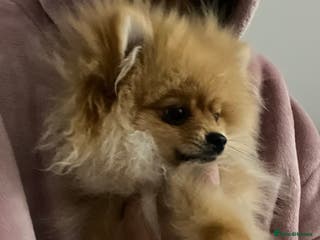 Pomeranian dogs KC Pomeranian girl rehoming - Advert 1
