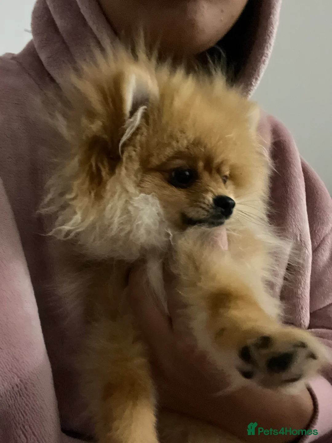Pomeranian dogs for sale: KC Pomeranian girl rehoming PENDING - Advert 1
