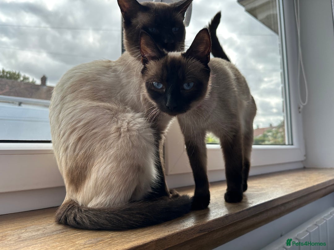 Siamese cats for sale: 3 siamese/ragdoll male kittens - Image 13